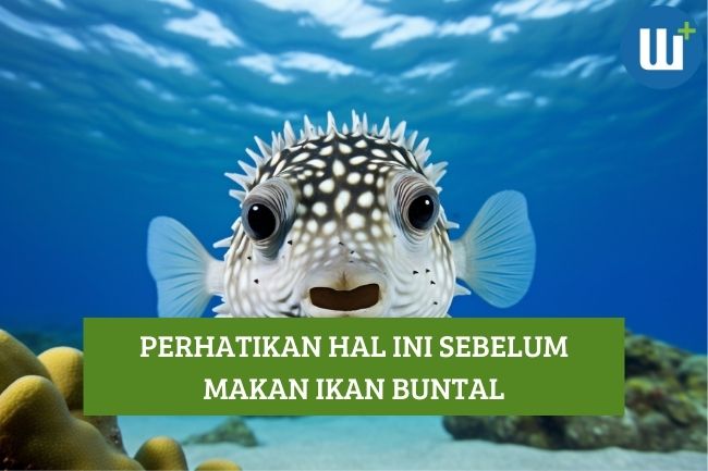 Ingin Makan Ikan Buntal? Harus Perhatikan Hal-Hal Ini!